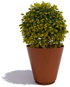 ������ ������ ��� ������ ������� ����������